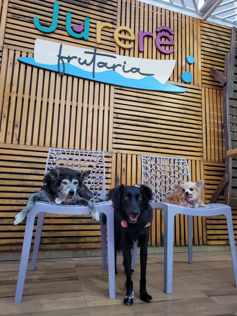 Onde passear com cachorro em Jundiaí