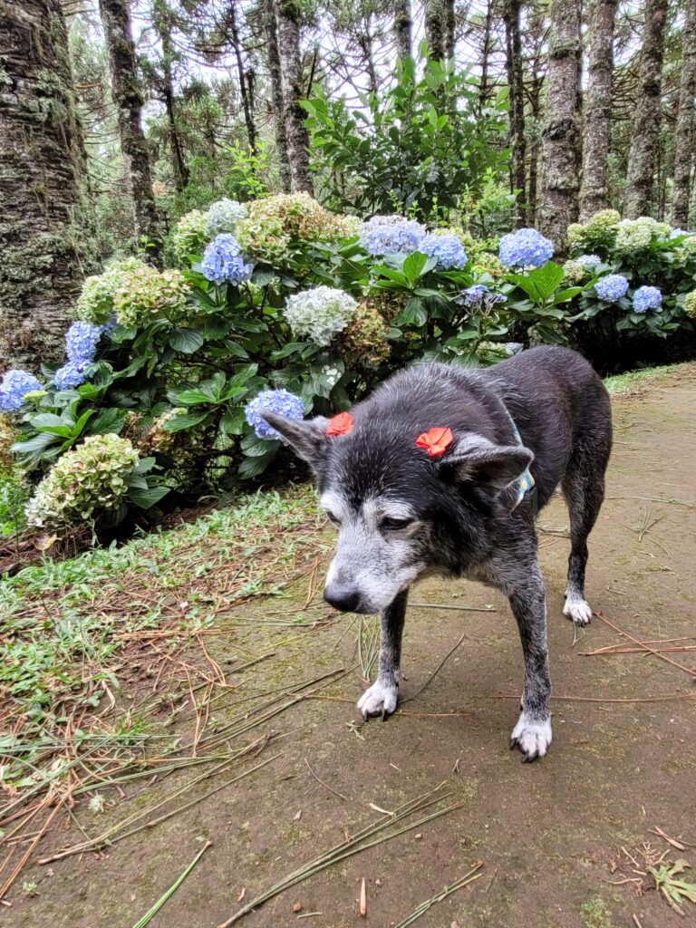 Monte Verde com cachorro: veja como foi nossa viagem