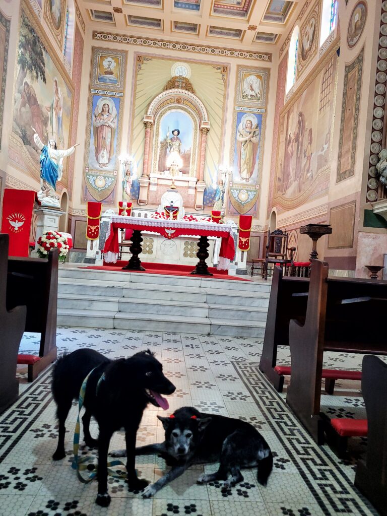 Visite São Roque com o seu cachorro