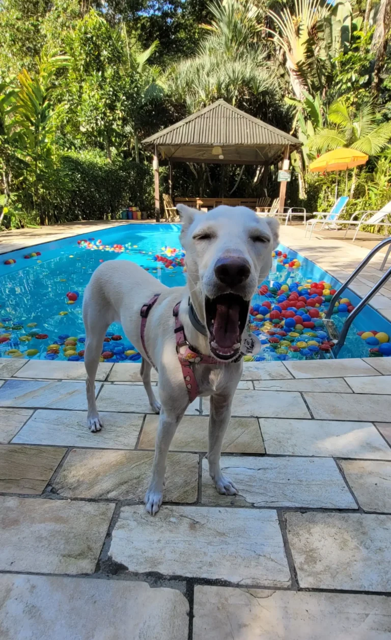 Passeio de barco e pousada 100% pet friendly na praia SP