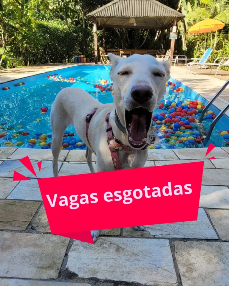 Passeio de barco e pousada 100% pet friendly na praia SP