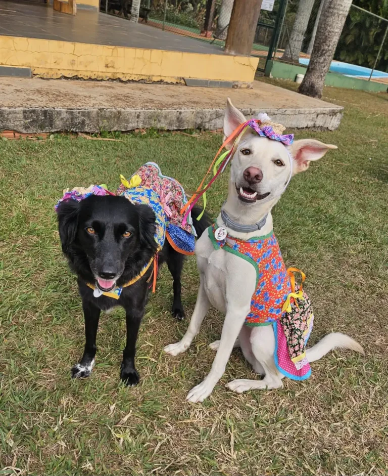 Festas juninas para você curtir com o seu cachorro