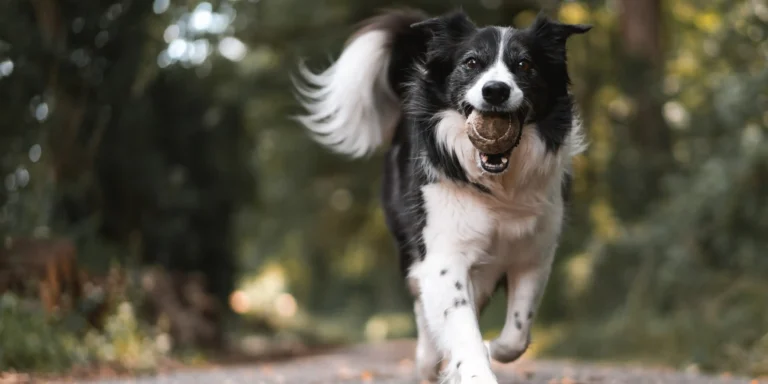 Doenças silenciosas em cães: como identificar sinais sutis e proteger a saúde do seu pet