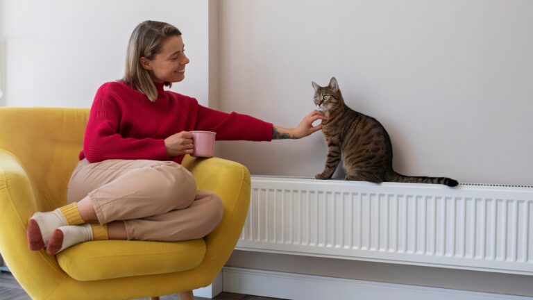 Preferência por gatos cresce entre brasileiros, indica pesquisa