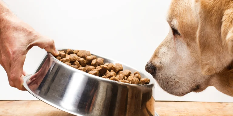 Guardar a ração da forma correta garante a qualidade do alimento  e a saúde dos pets