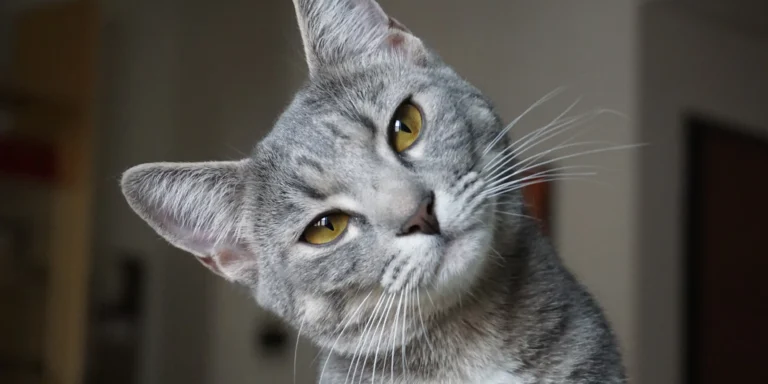 Preferência por gatos cresce entre brasileiros, indica pesquisa