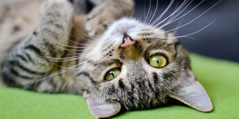 O que todo tutor precisa saber sobre castração de gatos