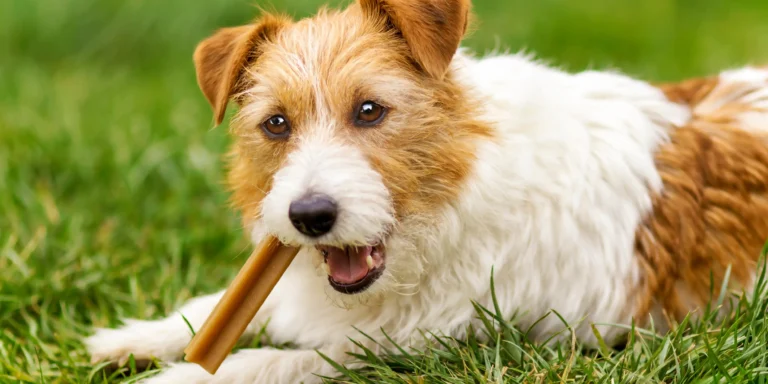 Petiscos Diários: Fazem bem ou mal para os pets?