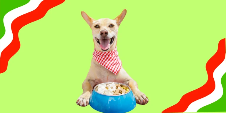 AUmoço italiano no PetCollab