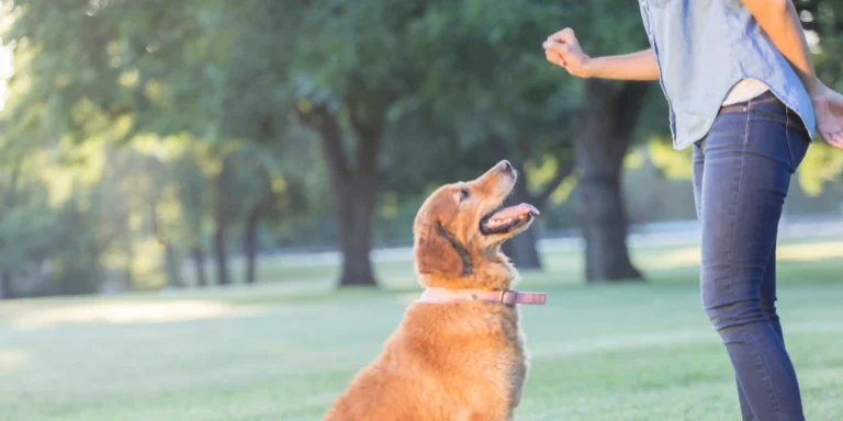 O que é o reforço positivo para os pets?