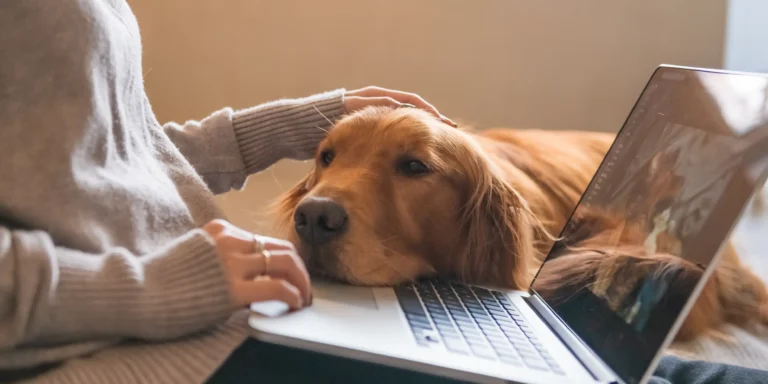 Pets ajudam a combater a crise de saúde mental nas empresas brasileiras