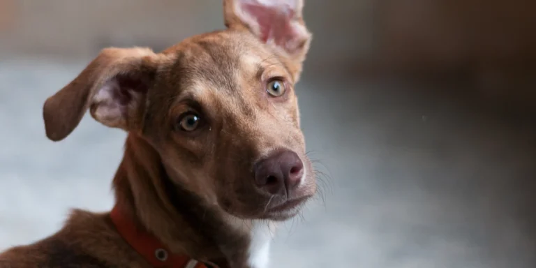 Como identificar sinais de estresse em cães?