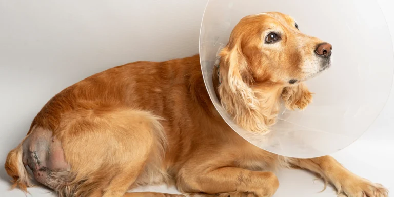 Como a nutrição ajuda os pets após uma cirurgia?