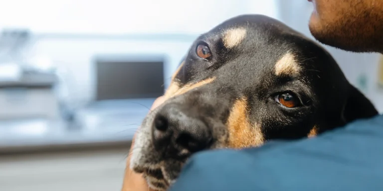 Leishmaniose Visceral Canina: É possível tratar?