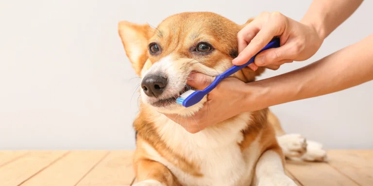 Escovar os dentes do seu pet é mais importante do que parece