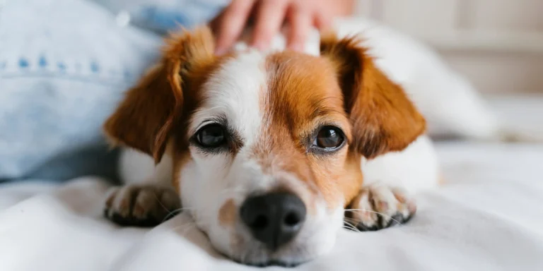 Ansiedade em pets: como identificar e ajudar seu animal de estimação
