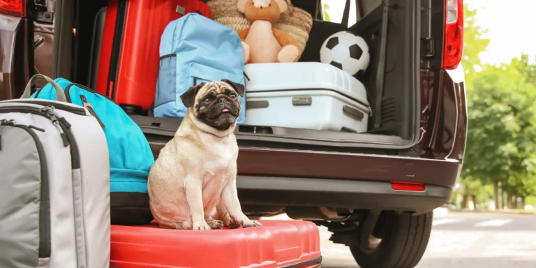 Férias com os pets: como garantir uma experiência segura e confortável?