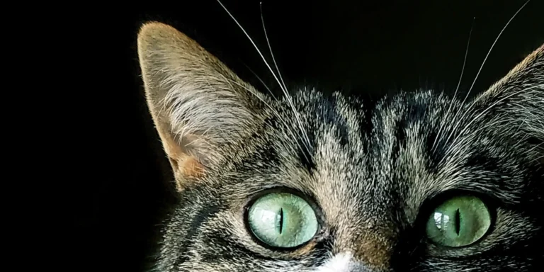 Como anda a saúde intestinal do seu gato?