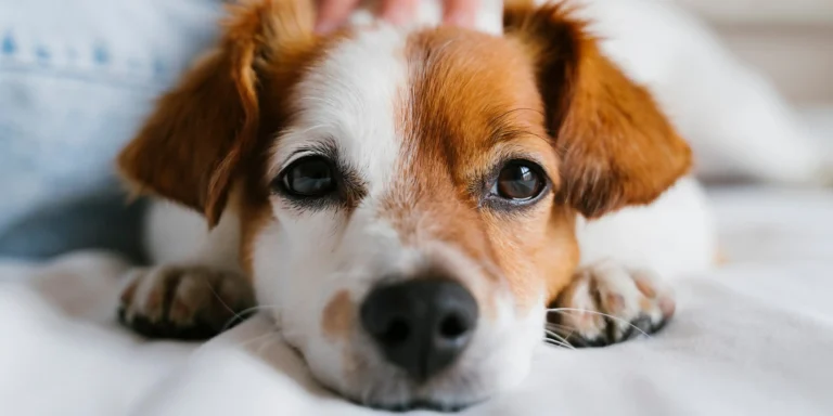 Como voltar à rotina do pet após as férias?