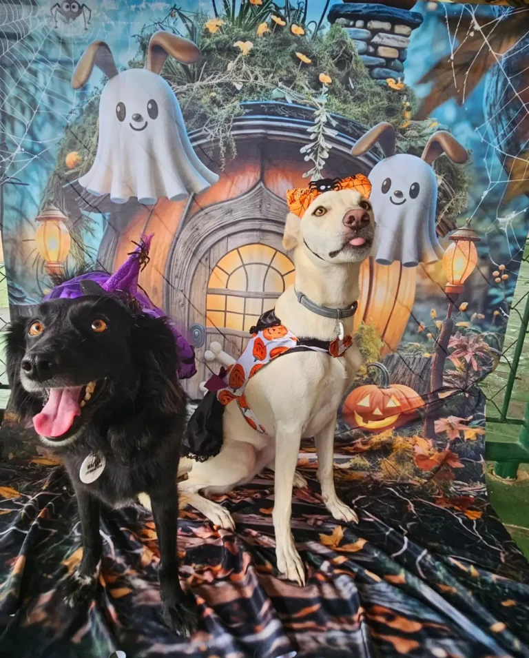 Vem aí o evento mais AUrripilante do ano – Halloween