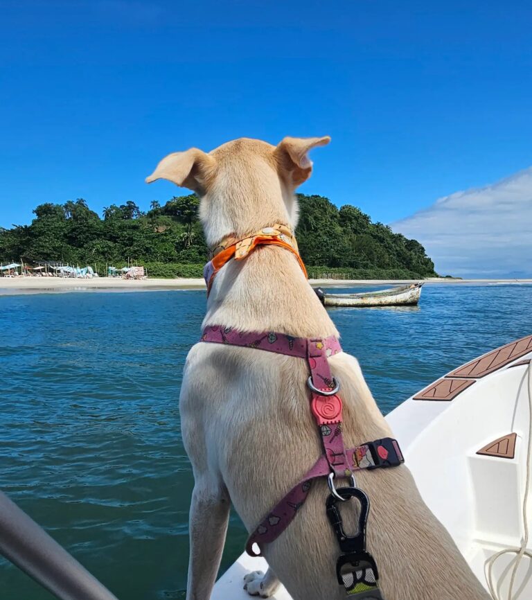 Passeio de barco e pousada 100% pet friendly na praia SP