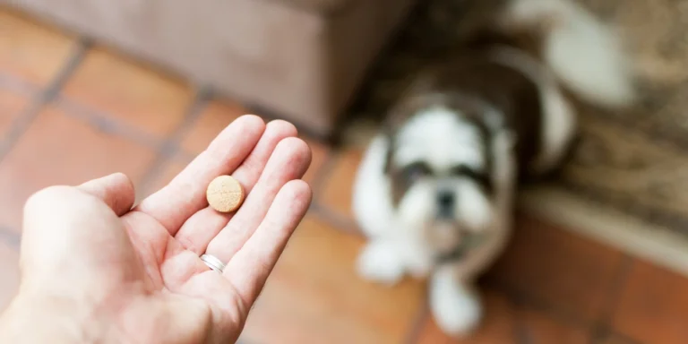 Medicamentos de uso humano: um risco silencioso e potencialmente fatal para cães e gatos