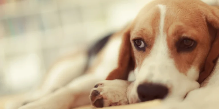 Pets diabéticos: como a alimentação e o sobrepeso impactam a saúde de cães e gatos