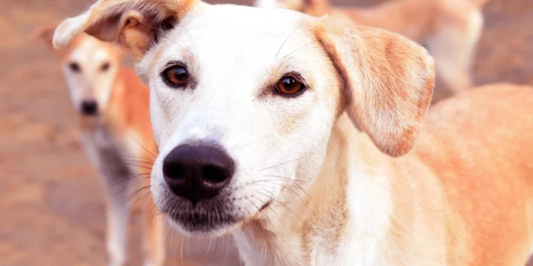 Agosto Verde Claro: alerta nacional contra a Leishmaniose, doença silenciosa que ameaça pets e humanos