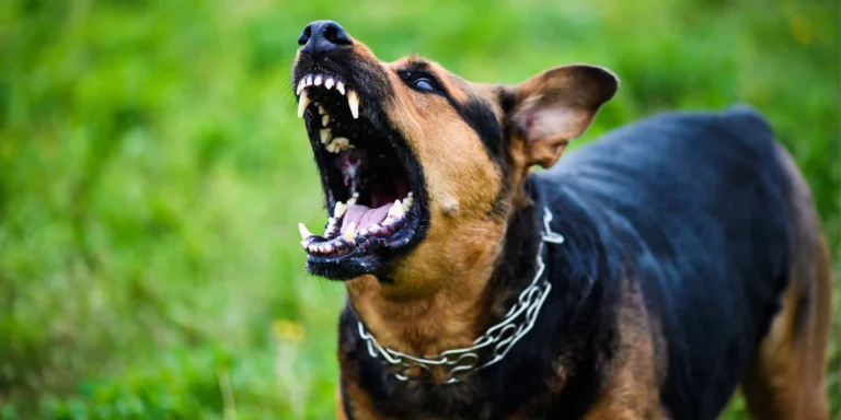 Mês do cachorro louco: por que é essencial redobrar a vigilância contra a raiva em cães e humanos