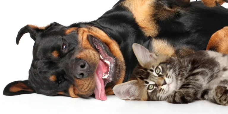 Mudanças na rotina: Como ajudar os pets na adaptação?