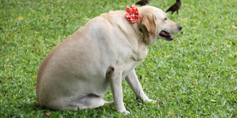 Obesidade pet: como evitar e manter o animal no peso ideal?
