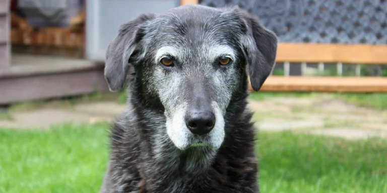 Alzheimer Canino: O que é?