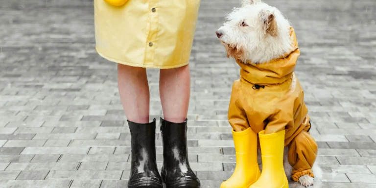 Seu cachorro não é gente! Veja os erros mais comuns na humanização dos pets pelo mercado de luxo