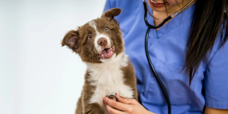 Saúde preventiva: como evitar doenças em cães e gatos antes que apareçam