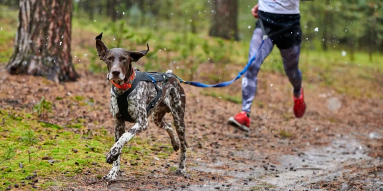 Do asfalto às patinhas: cuidados essenciais para correr com seu cão