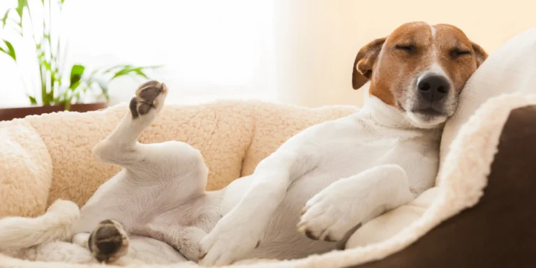 Quando o ronco dos pets é anormal
