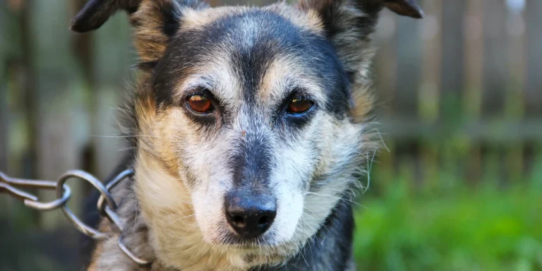 Especialista analisa legislação que proíbe uso de correntes em pets em São Paulo