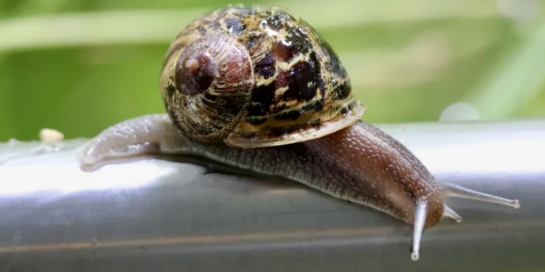 Caramujos: vilões ou aliados da natureza? Zoológico de São Paulo esclarece mitos e verdades sobre os moluscos