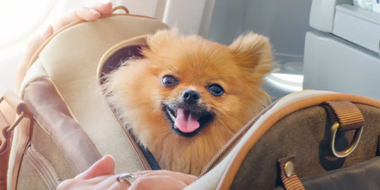Transporte aéreo de cães de serviço cresce com foco em mobilidade e inclusão