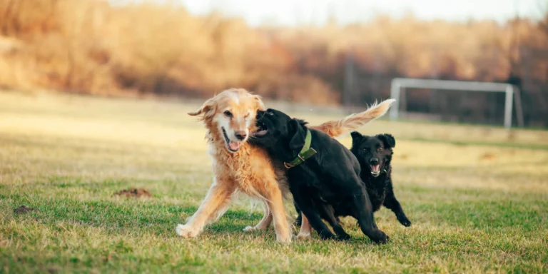 Como ajudar o pet a interagir com o mundo?