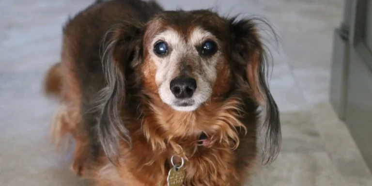 Idosos de Quatro Patas: cuidados especiais com pets na terceira idade