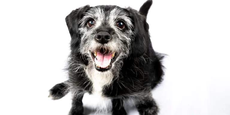 Cães idosos têm uma nova chance: prevenção e ciência mudam o rumo da longevidade canina