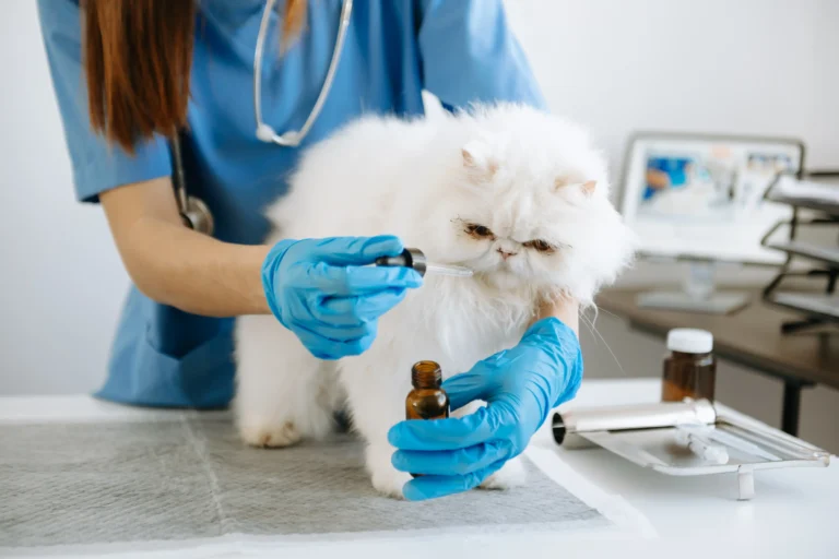 Seu pet sofre quando você sai de casa? Veja como aliviar a ansiedade de separação com apoio do canabidiol