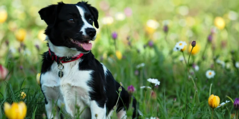 Primavera segura: conheça as plantas que podem e as que não devem estar perto do seu pet