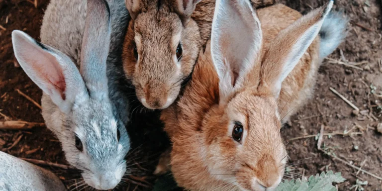 Seu pet é um Coelho? Confira os principais cuidados para ter com esse animal de estimação