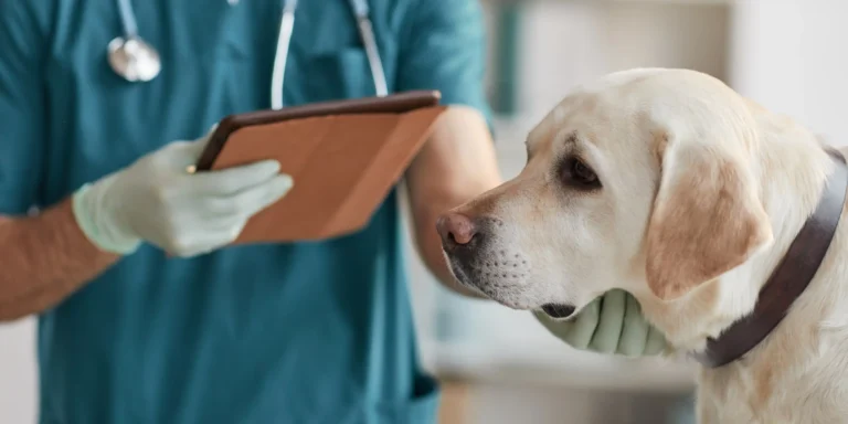 “Me leva no vet, não só no pet” – campanha de prevenção ao câncer em pets