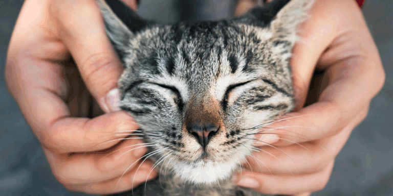 Estresse Felino: Como proteger o bem-estar dos gatos