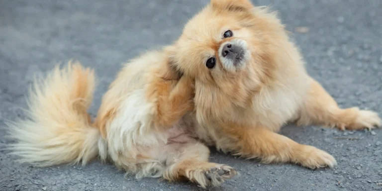 Dermatite atópica canina: entenda a doença e conheça soluções inovadoras