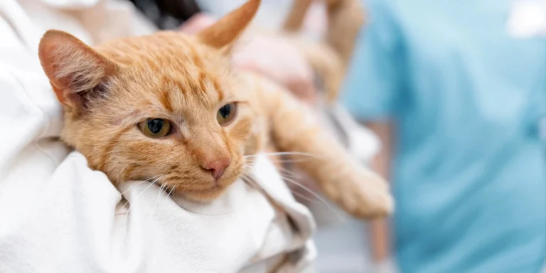 Imunização felina: vacinação contra FeLV deve ser prioridade no Brasil