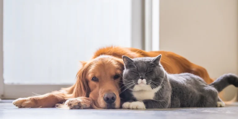 Verminoses silenciosas em cães e gatos: atenção aos sinais escondidos